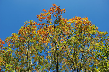 Tree in autumn colours