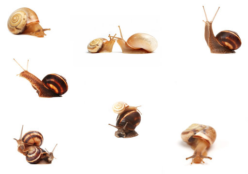 collage of  garden snail ,isolated on white background
