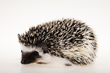 Hedgehog