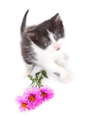 small kitten and flowers