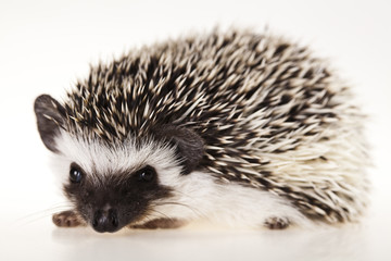 Hedgehog