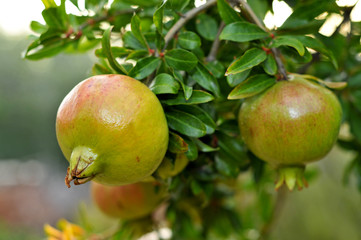 pomegranate fruits