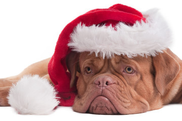 Santa puppy close up