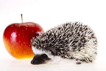Hedgehog with apple