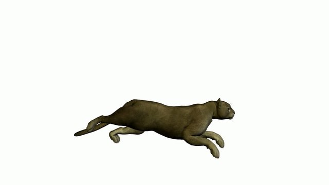 Grey Puma Running