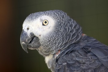African Grey Parrot