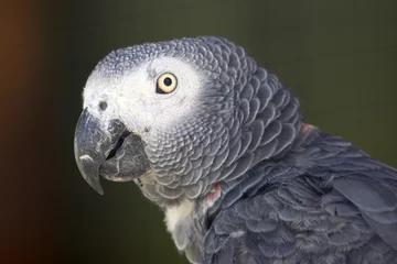 Foto op Canvas African Grey Parrot © Duncan Noakes