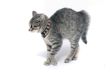 kleine Katze läuft erschrocken mit Buckel