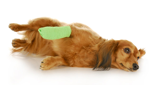 dog with wounded paw