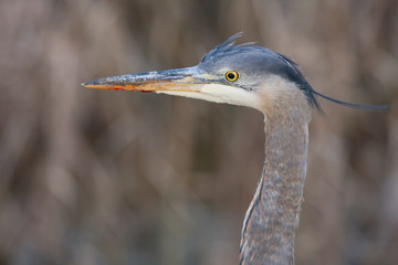 Great blue heron (Ardea herodias)