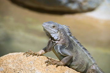 Iguana on a Rock