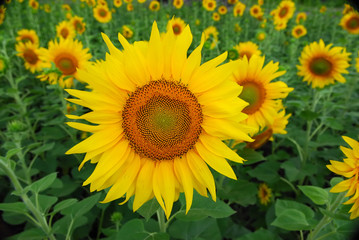 Sunflowers
