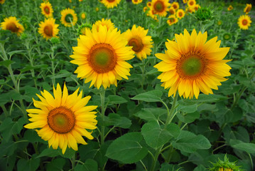 Fototapeta premium Sunflower field