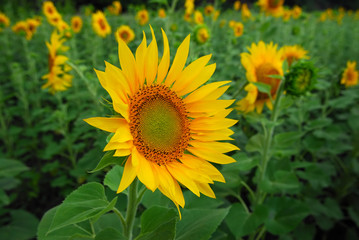Obraz premium Sunflowers