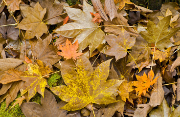 Autumn leaves 1