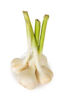 bunch garlic