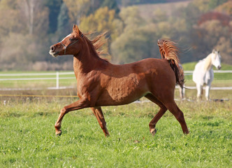 Fototapeta na wymiar Arabian Horse at meadows