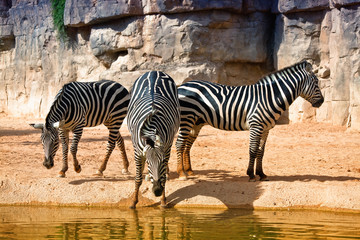 Fototapeta na wymiar zebras at the watering