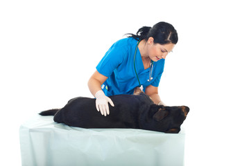 Veterinary examine  dog