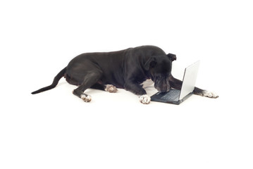 Great dane dog using laptop