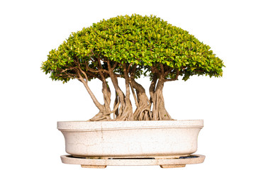 Evergreen Bonsai on Isolated background