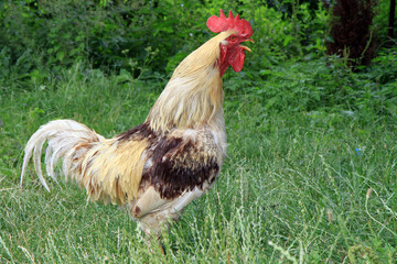domestic crowing cock on green grass