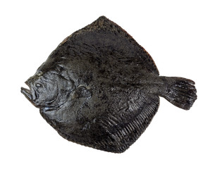 Turbot fish