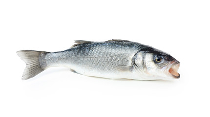 Fresh sea bass fish