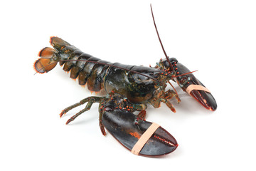 Alive lobster