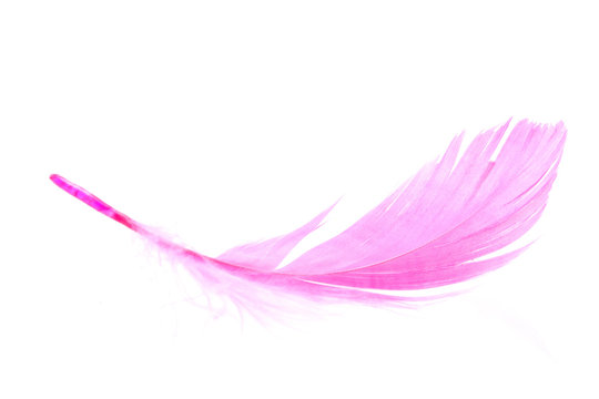 A Pink Feather