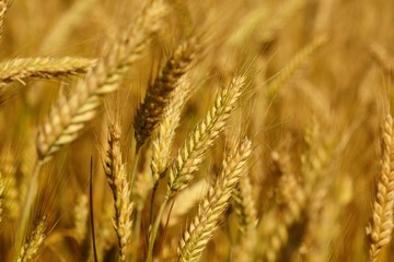 Golden wheat