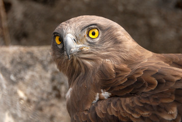 rimer plano de aguila culebrera