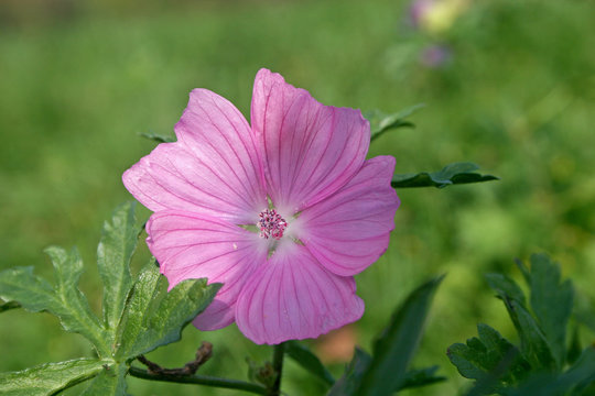 wild geranium flower