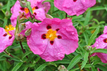 Rock Rose, Cistus ×purpureus