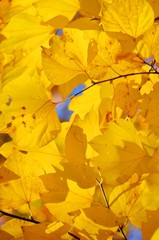 黄色い葉
