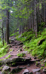 Fototapeta premium path in forest