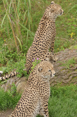 Cheetah