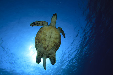 Male Hawksbill Turtle © Richard Carey