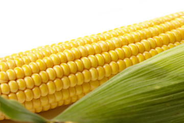 Fresh corn vegetable