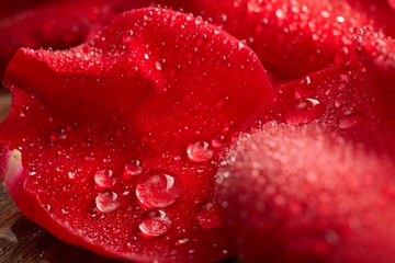 red rose, drop water