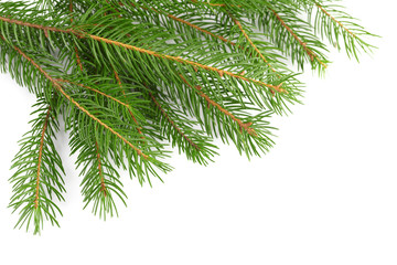 fir-tree