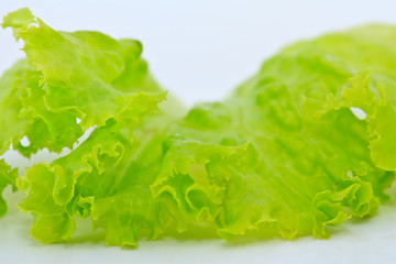 Lettuce, salad vegetable