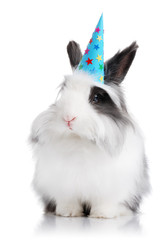Cute rabbit with a birthday hat on