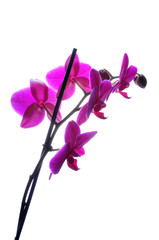 Fototapeta na wymiar Orchid in bloom