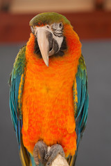 macaw parrot 7065