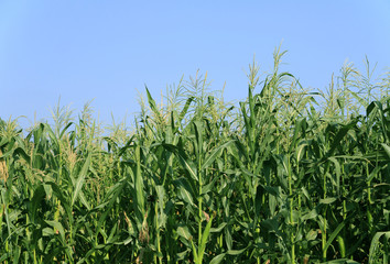 corn field