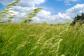 Green summer field covered by a grass and the beautiful blue sky