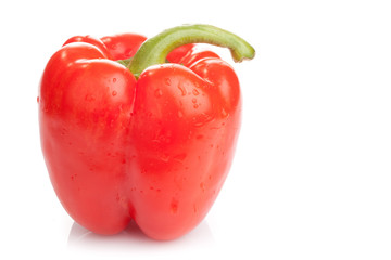 Perfect wet red paprika on white background