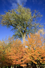 Fototapeta premium autunno