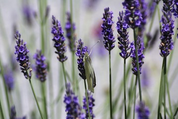Papillon butinant lavande